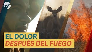 Los INCENDIOS y la TRAGEDIA ecológica de CORRIENTES como NUNCA la viste lo que el FUEGO dejó [upl. by Nicolette]