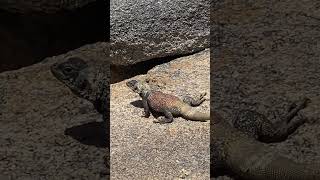 Chuckwalla Blends With Rock Fairview Mountain Mojave Desert CA reptiles lizards americandesert [upl. by Rehtnug]