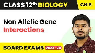 Non Allelic Gene Interactions  Principles of Inheritance and Variation  Class 12 202223 [upl. by Meehyrb270]