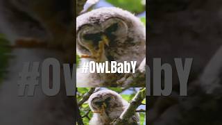 ADORABLE Barred Owlet Discovers SECRET Weapons While Preening  Pileated Goshawk  Canada Wild🇨🇦 [upl. by Areip548]