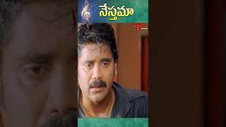 Nesthama Nesthama Song  Snehamante Idera Movie  Nagarjuna Sumanth shorts youtubeshorts [upl. by Latnahs256]