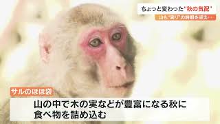 高崎山のサルの“ほほ” 木の実でパンパン 秋の姿にほっこり 大分 [upl. by Kynan]