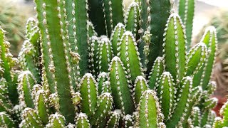 Cereus Peruvianus Florida Cactus [upl. by Burrell668]