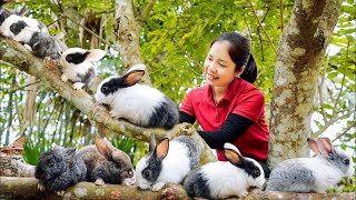 Harvesting Rabbit Forest Goes To The Market Sell  Surviving Alone in the Forest  Hanna Daily Life [upl. by Malorie913]