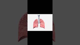 emphysema anatomy humananatomy biology education medical medicalcollege 3dtutorial shorts [upl. by Nosimaj]