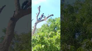 Pattukkottai sabarinathan tree cutter [upl. by Jaworski338]