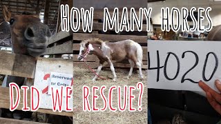 Come to the Horse Auction Bid to save horses in need [upl. by Immac387]