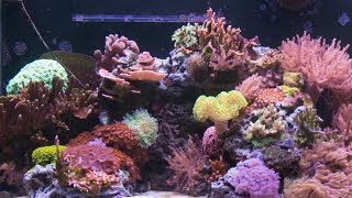 7 Months of Coral Growth in 30 Seconds [upl. by Vinia]