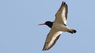 Oystercatcher Spectacular Flight to Roost  British Birding [upl. by Aylsworth]