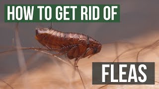 How to Get Rid of Fleas Guaranteed 4 Easy Steps [upl. by Lectra]