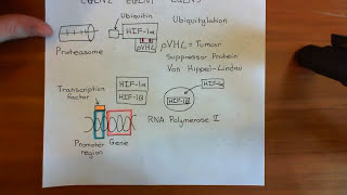 Hypoxia Inducible Factor HIF Part 2 [upl. by Stockwell]