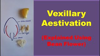 Vexillary Aestivation Explained With the Help of a real Bean Flower  Morphology of Flowering Plants [upl. by Tristan]