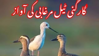 Garganey  Duck Call  Garganey Duck Sound [upl. by Enaasiali448]