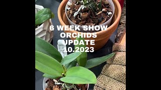 Show Orchid Update October 2023 6 Week update on orchids from the show [upl. by Simone]