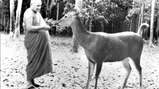 Ajahn Chah  Not SureAnicca [upl. by Fiester]