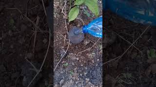 How set a slow release irrigator under passion fruit [upl. by Marcel]