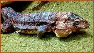 Salvator rufescens  Günther 1871  Teiidae  Tégu rouge  Alligator BayFrance  072019 [upl. by Aicinet]