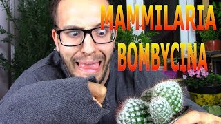 Cómo cuidar una mamilaria o biznaga de seda Mammillaria Bombycina [upl. by Sumahs]