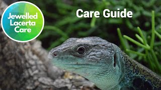 Jewelled Lacerta Care Guide timon lepidus eyed lizard [upl. by Aliber]