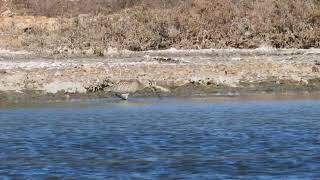 BarTailed Godwit Pittima minore Limosa lapponica [upl. by Naujid35]