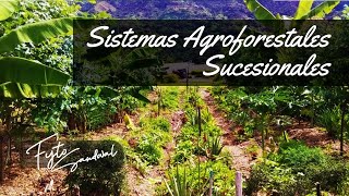 Sistemas Agroforestales Sucesionales Agricultura Sintrópica en Español [upl. by Freda]