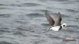 Old Squaw Long Tailed Duck [upl. by Seldan433]