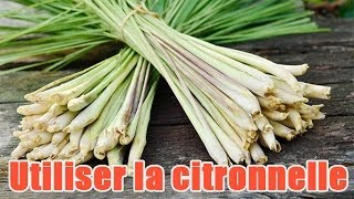 Comment préparer et utiliser de la citronnelle [upl. by Enowtna]