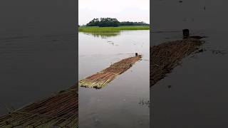 See What the Farmer Was Doing Retting 0f Jute shorts [upl. by Giule]