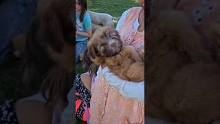 Wheaten Terrier Puppy Connor [upl. by Noivax401]