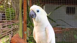 Cockatoo Parrot Talking Waving Dancing amp Singing  Bird Gardens of Naples [upl. by Izy474]