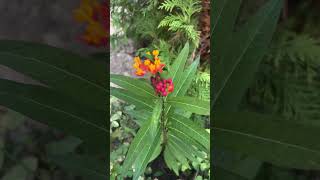 So excited to find that my asclepias that I planted last summer reseeded butterfly flowers [upl. by Leanna]