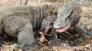 😱Komodo Dragon Attacks Pair Of Bats [upl. by Nwahsiek766]