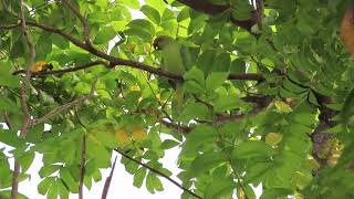 Rose ringed parakeet [upl. by Sihonn534]