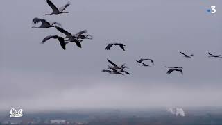 Cap Sud Ouest Landes les grues cendrées de la Réserve dArjuzanx teaser [upl. by Nauqe]