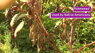 Pokeweed Nature at Florida Caverns [upl. by Nilerual]