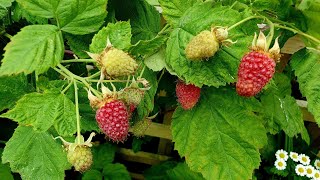 Growing Loganberries a delicious productive amp thornless  Blackberry and Raspberry hybrid [upl. by Ccasi946]