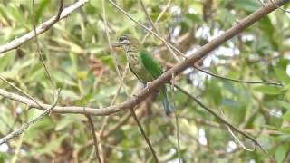 White Cheeked Barbet Call [upl. by Mohorva]