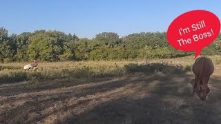 Mowing a Section of a 5 Acre Horse Field in Under a Minute [upl. by Ellierim]