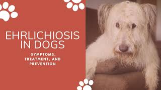 Most deadly disease in dogs Ehrlichiosis  Symptoms Treatment and Prevention  VetSupply [upl. by Donnie]