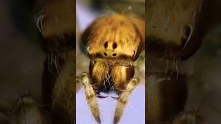 Top😱 Araneidae Spider 🕷️subscribe [upl. by Rutger746]