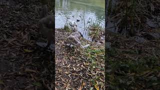 Cygnets feeding in a river bank [upl. by Yllak27]