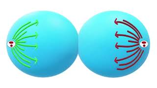 Mitotic Cell Division Explained Phases Process and Importance in Biology [upl. by Veljkov384]