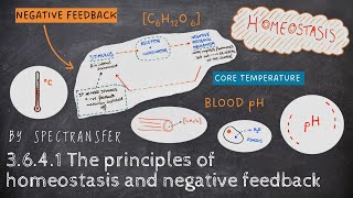 EASY REVISION AQA ALevel Biology 3641 The Principles of Homeostasis amp Negative Feedback [upl. by Almeda481]