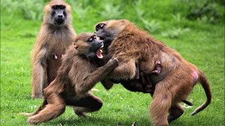 Insane Monkey fight [upl. by Angela864]