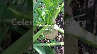 How and when to harvest Celeriac or Celery Roots September 22 2024 [upl. by Inaboy]