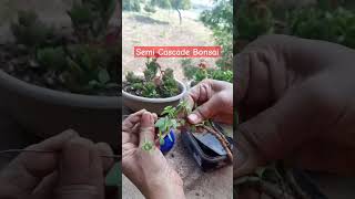 Semi Cascade Style Bonsai Of Jade Plant shorts viralshorts creativegardening [upl. by Alodie]