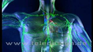 HGL 025 Lymphsystem  SD PAL  HGL 025 lymphatic system  SD PAL [upl. by Ottilie]