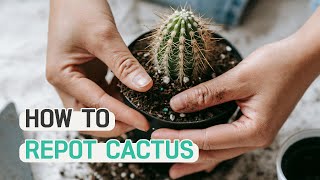 BEST TIPS  HOW TO REPOT A CACTUS [upl. by Ehcropal]