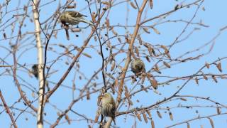 Redpolls Flock Feeding [upl. by Laura514]