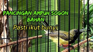 PANCINGAN UNTUK BURUNG BAHAN [upl. by Yelyak]